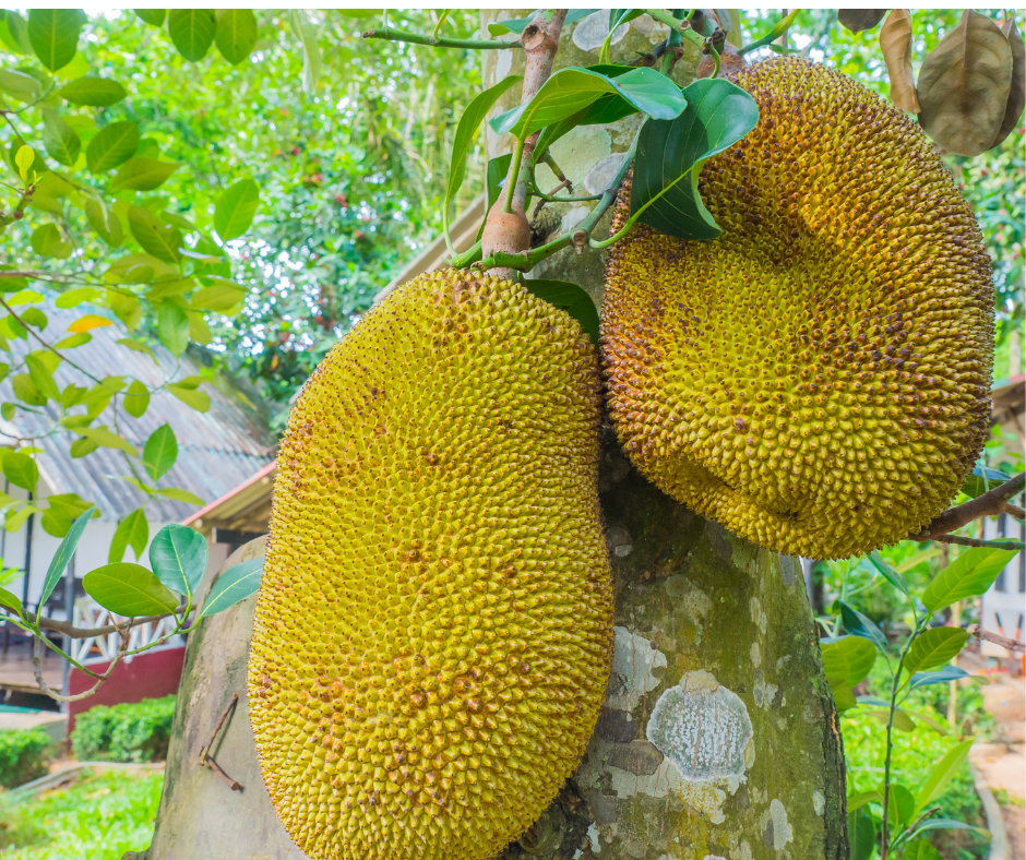 The Jewel Inside Jackfruit