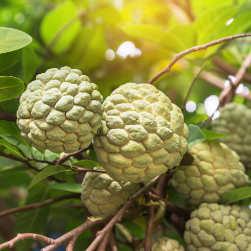 The Mysterious Custard Apple