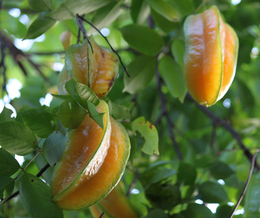 The Sparkle of Star Fruit