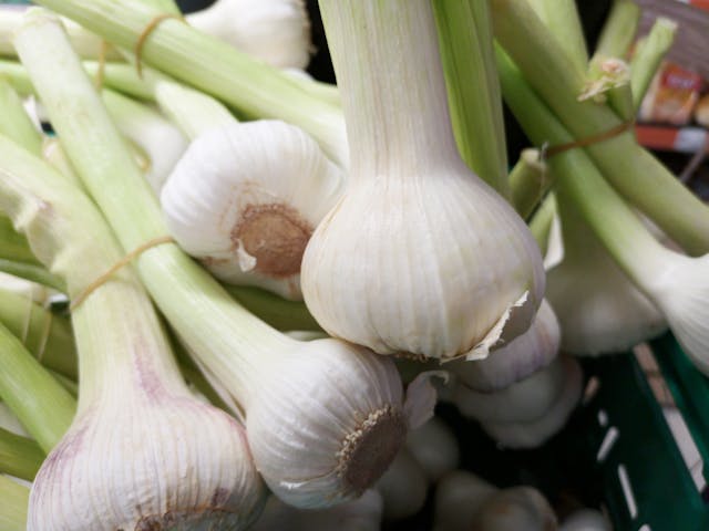 Planting Power: How Garlic Transforms Your Garden and Kitchen