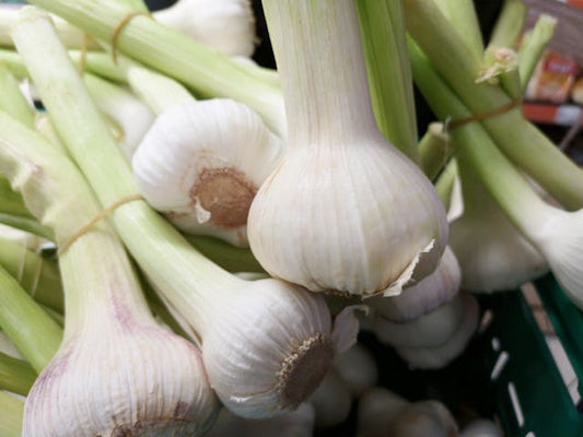 Planting Power: How Garlic Transforms Your Garden and Kitchen
