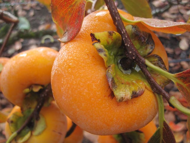 Why you are struggling to find Persimmon Fuyu during winter?