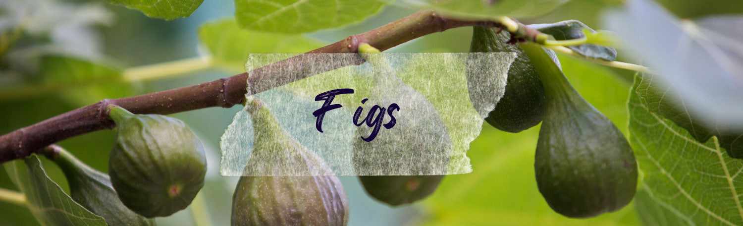 Fig Tree