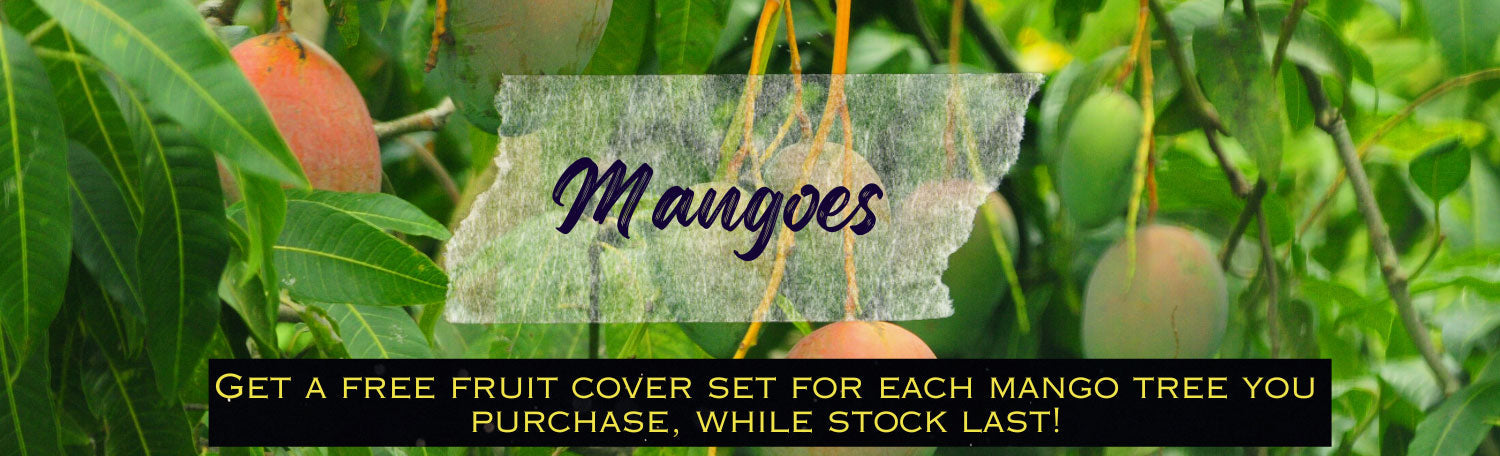 Mango Trees