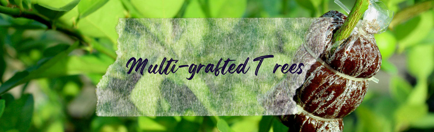 Multi-Grafted Trees