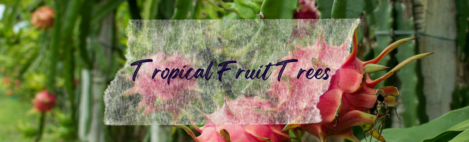 Tropical Fruit Trees