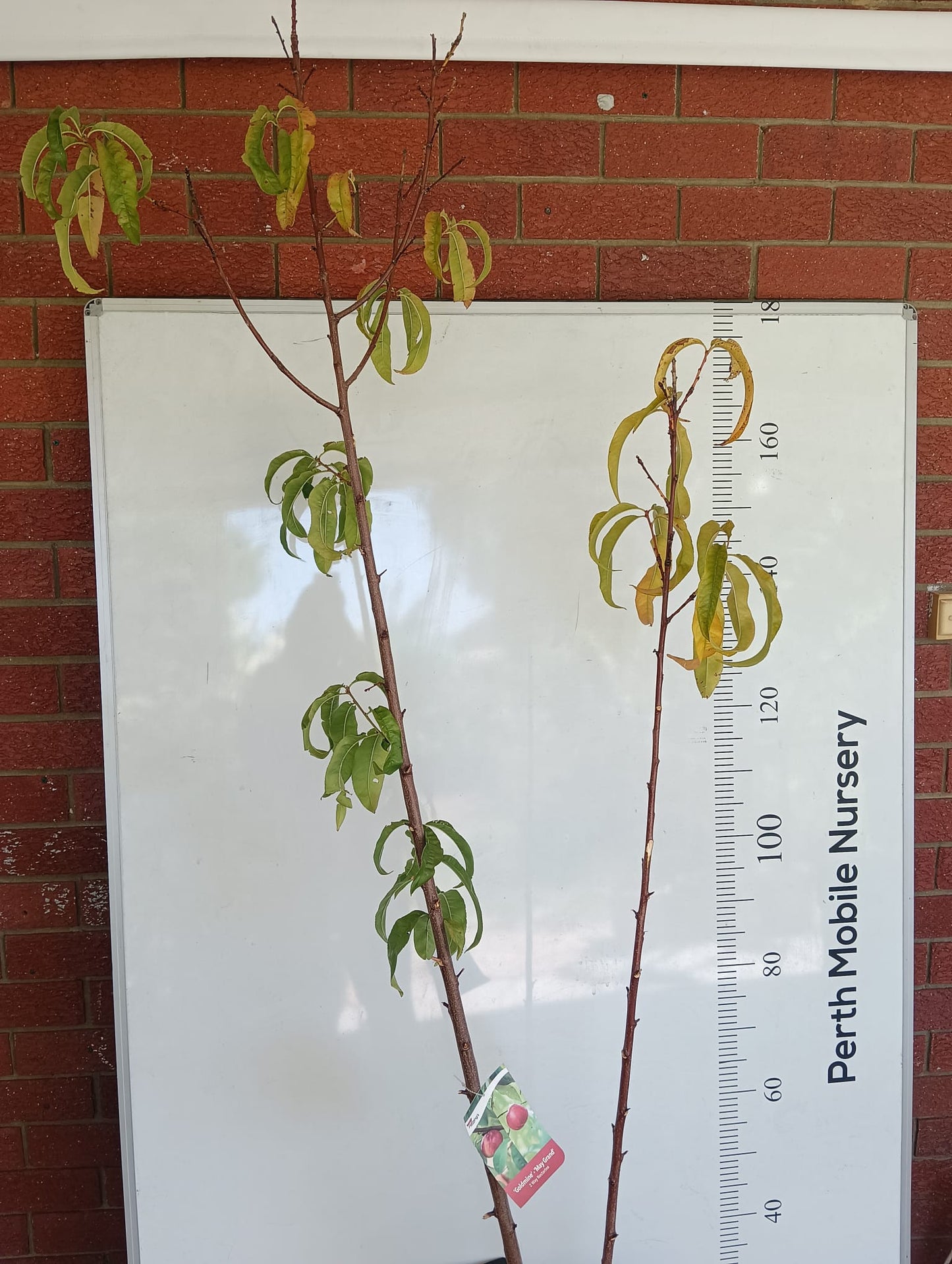 2 Way Grafted Nectarine Goldmine and Maygrand Perth