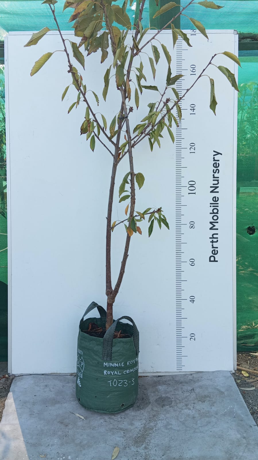 Cherry Tree 2 way