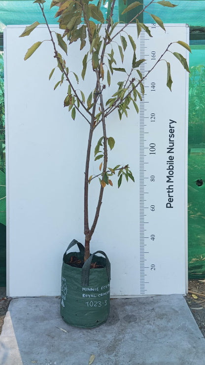 Cherry Tree 2 way