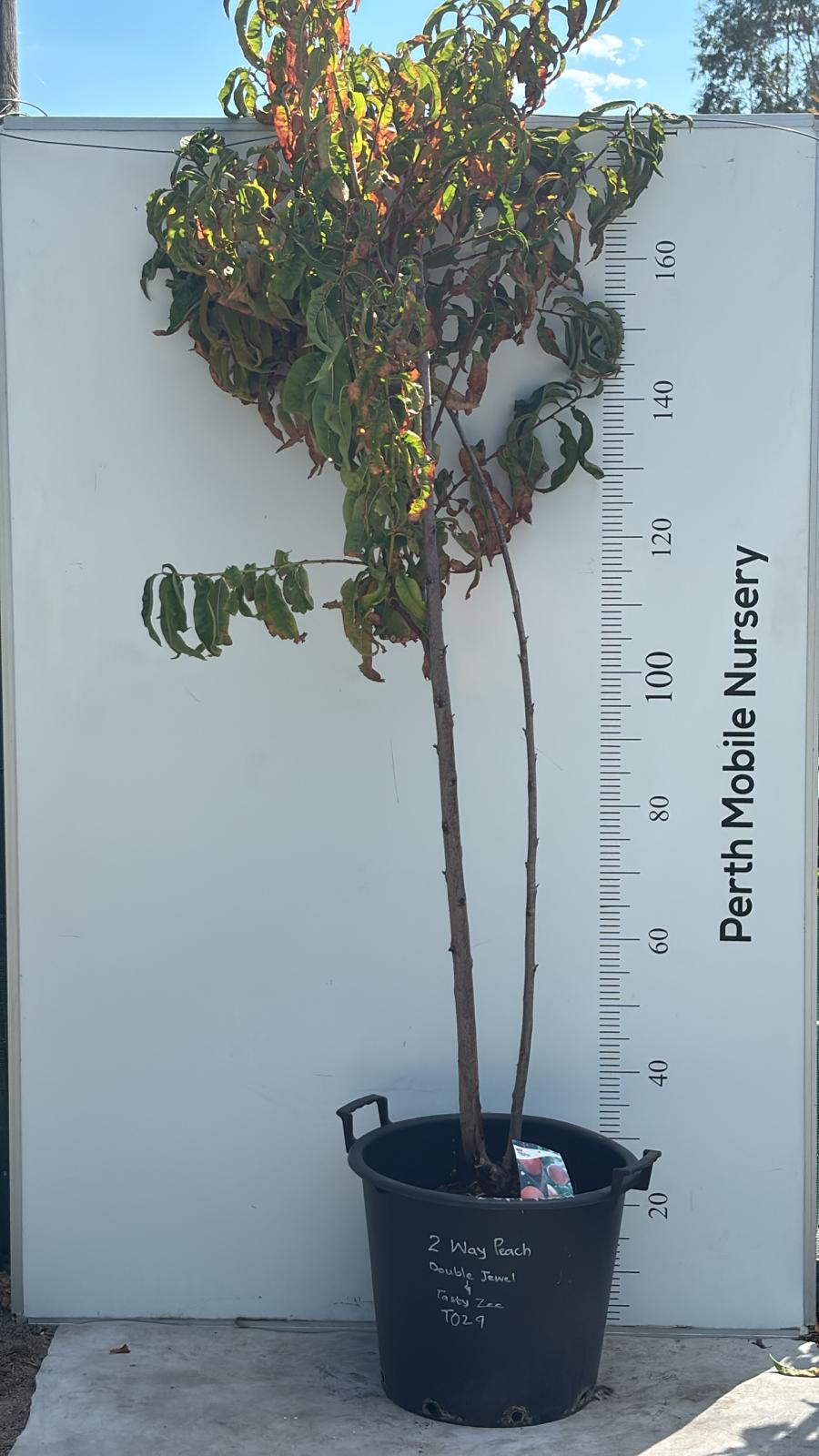 Peach Tree - 2 Way Grafted Jewel and Tasty Zee