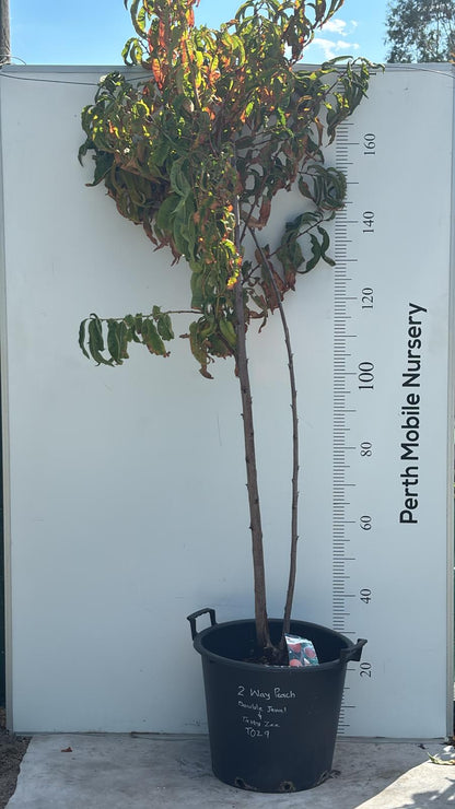Peach Tree - 2 Way Grafted Jewel and Tasty Zee