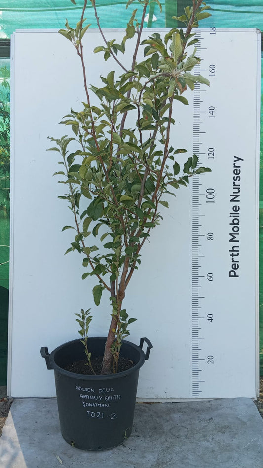 Apple Tree 3 way