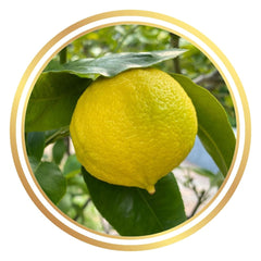 Bergamot Orange
