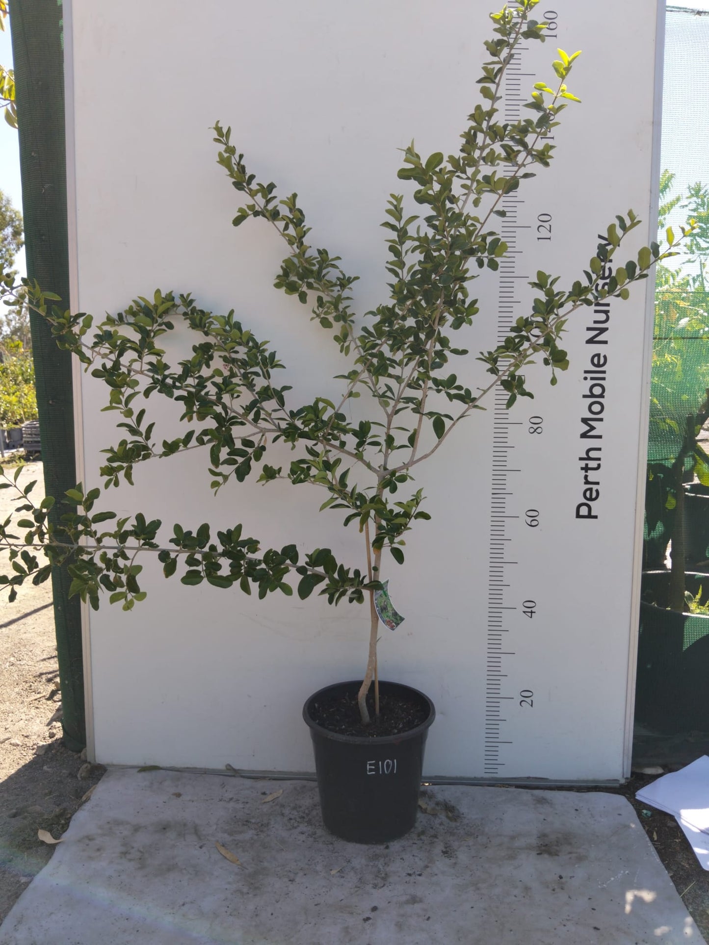Acerola Barbados Cherry Fruit Tree