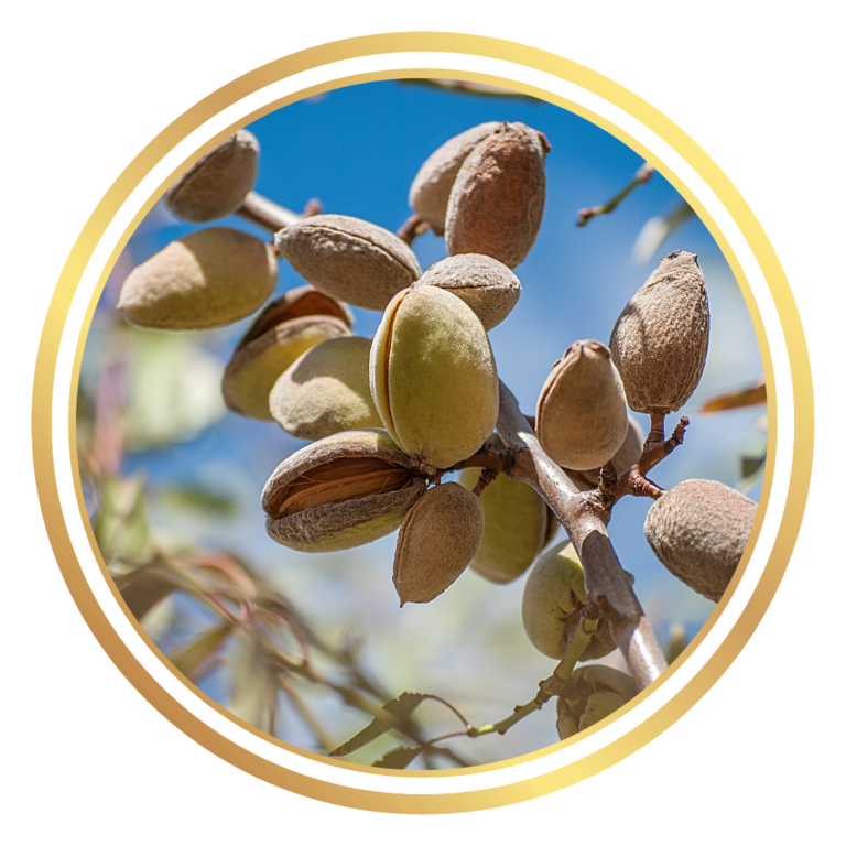 Dwarf Almond Tree