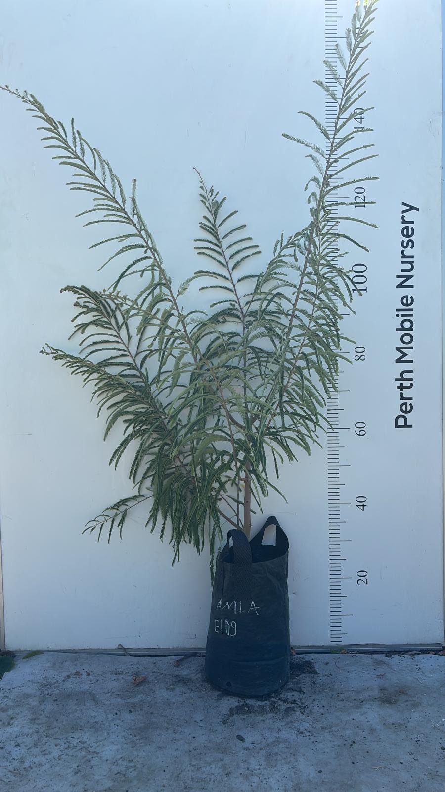 Amla Tree Indian Gooseberry