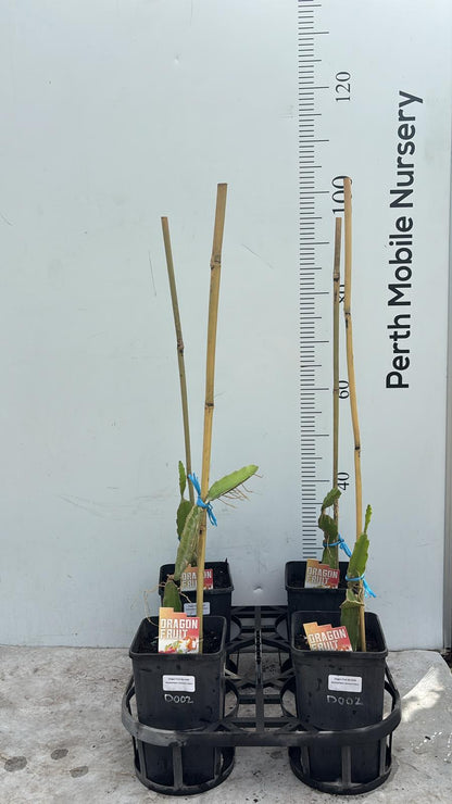 Aussie Gold Dragon Fruit Pitahaya