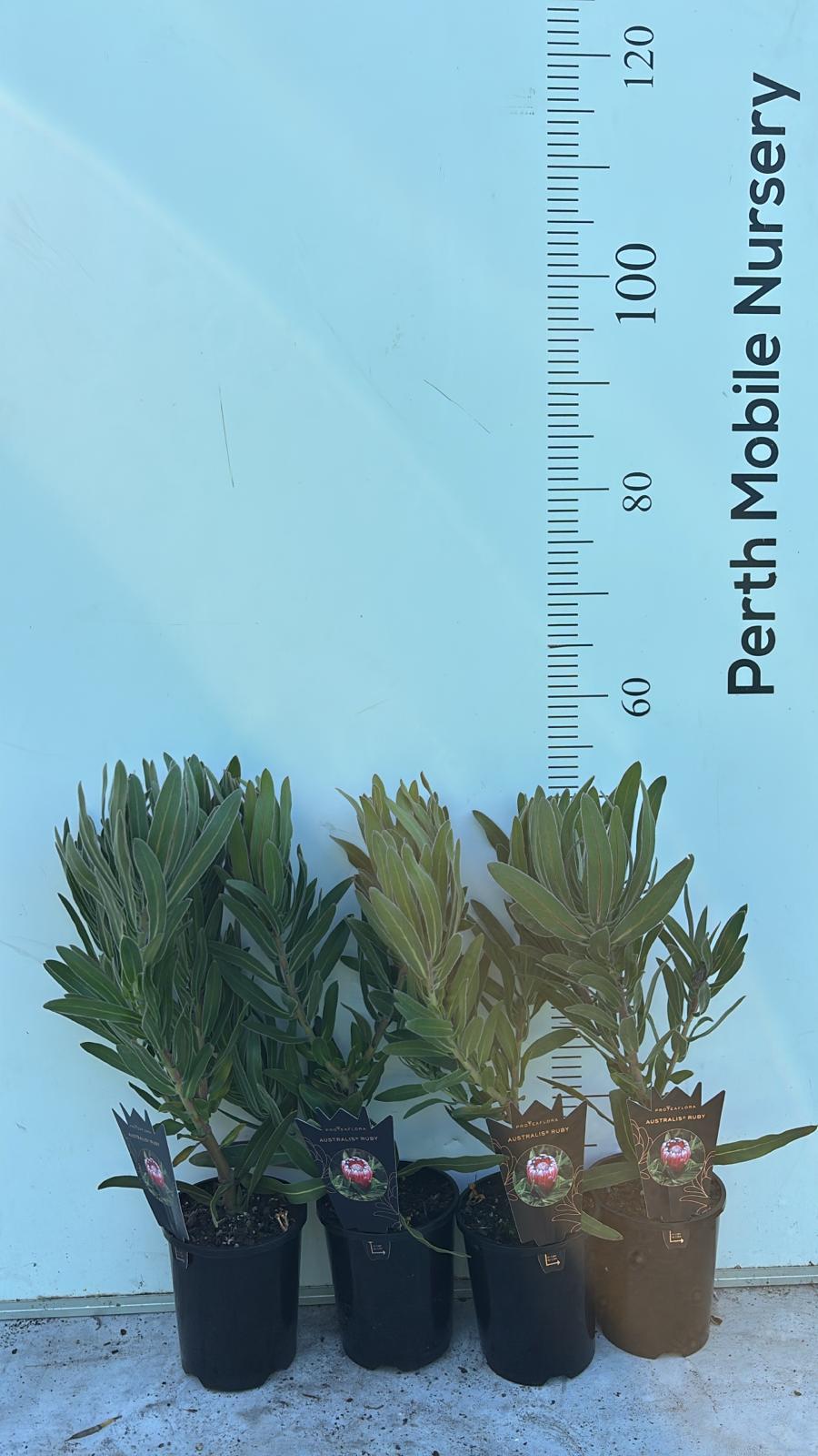 Protea Australis Ruby
