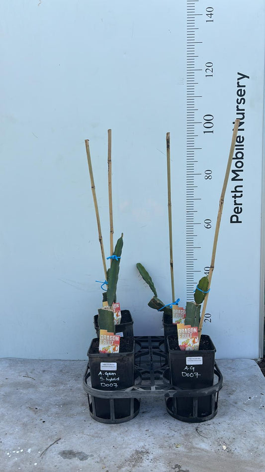 Aztec Gem (Selenicereus Hybrid)