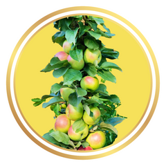 Ballerina Columnar Apple Tree