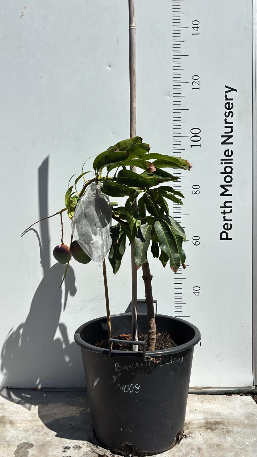 Banana Ken Mango Tree Dwarf