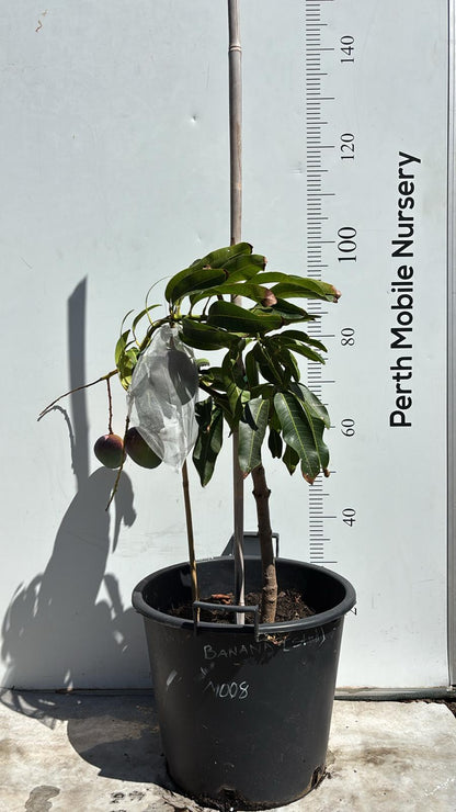 Banana Ken Mango Tree Dwarf