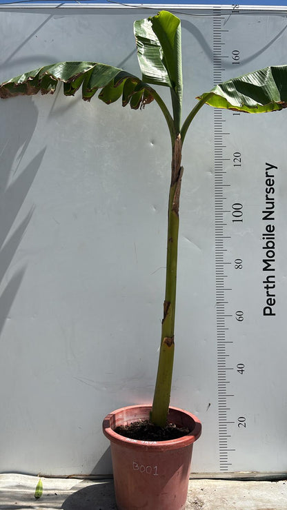 Banana Tree Blue Java