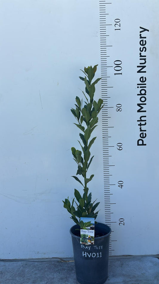Bay Leaves Tree