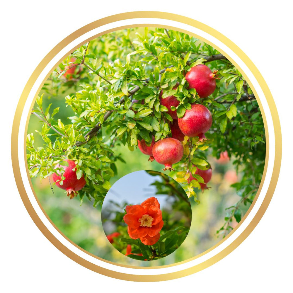 Ben Hur Pomegranate
