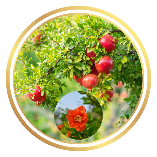 Ben Hur Pomegranate Perth