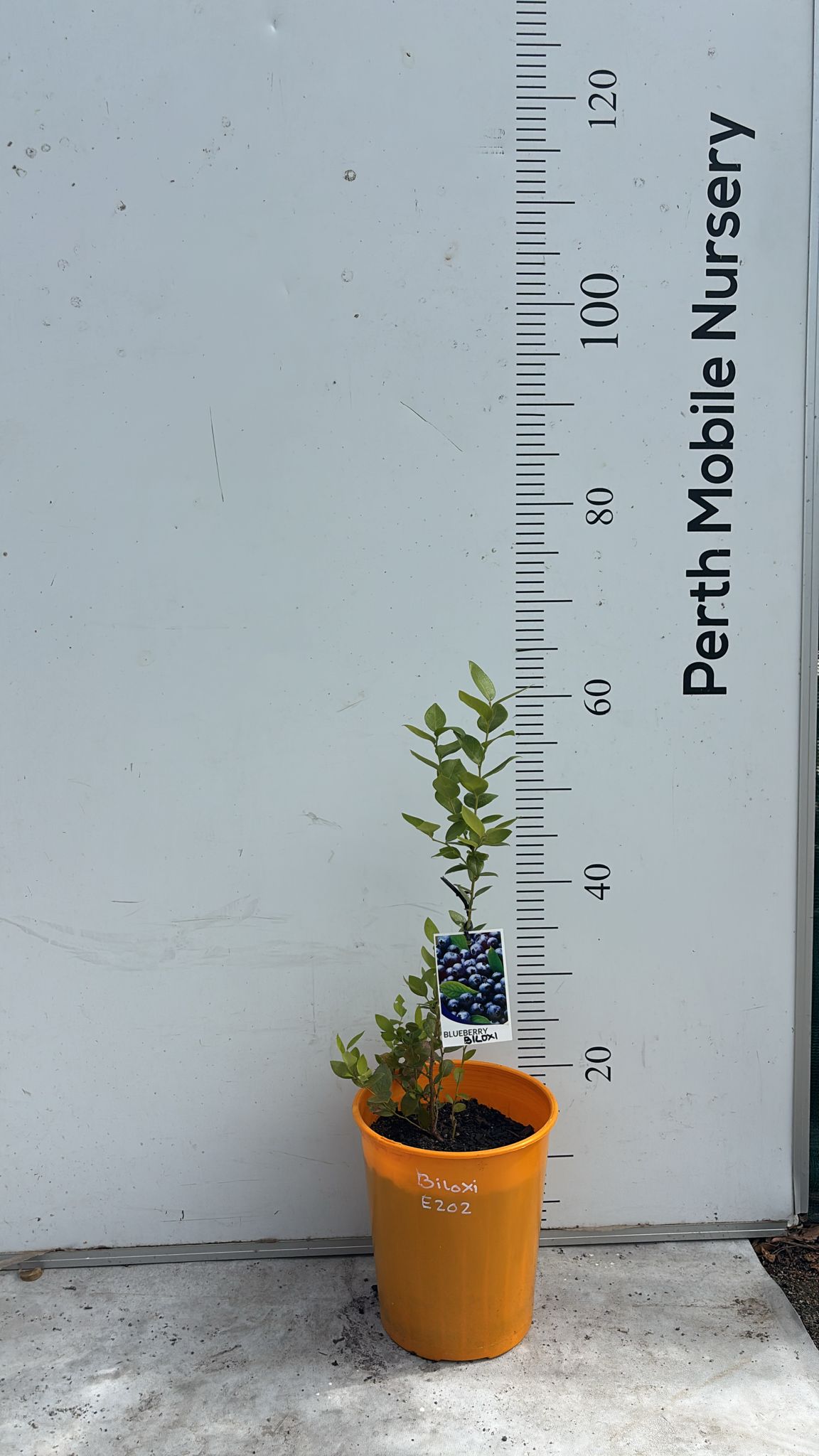 Blueberry Blueberries Bush