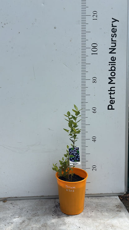 Blueberry Blueberries Bush