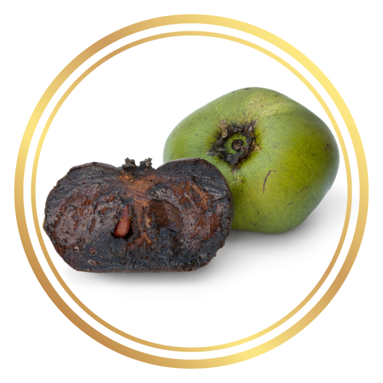 Black Sapote Chocolate Pudding Fruit Tree