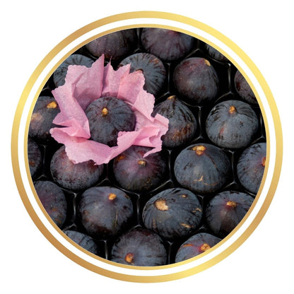 Black Copedi Fig Tree