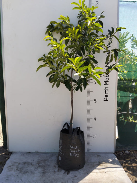 Black Sapote Chocolate Pudding Fruit Tree