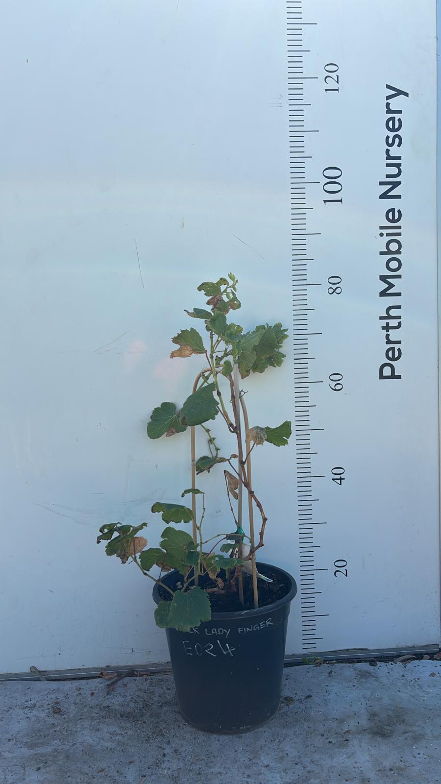 Grape Vines Fruiting