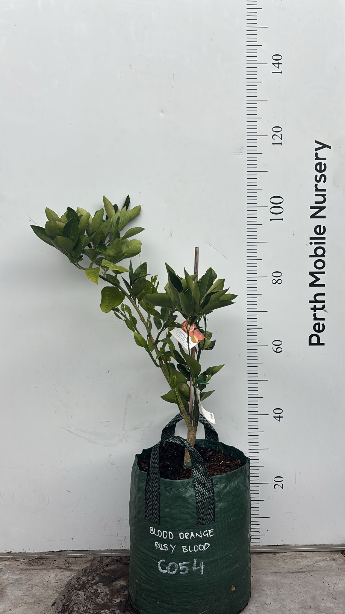 Blood Orange Fruit Tree