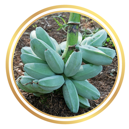 Banana Tree Blue Java