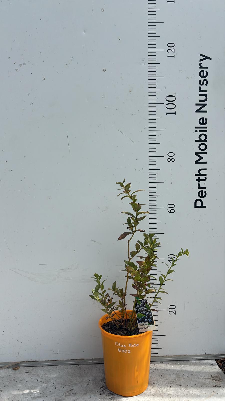 Blueberry Blueberries Bush