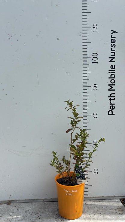 Blueberry Blueberries Bush