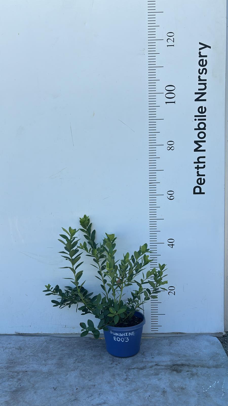 Blueberry Blueberries Bush