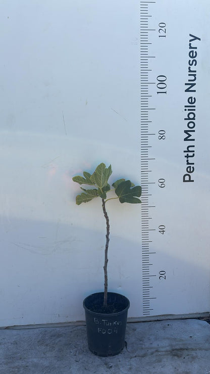 Fig Tree Brown Turkey