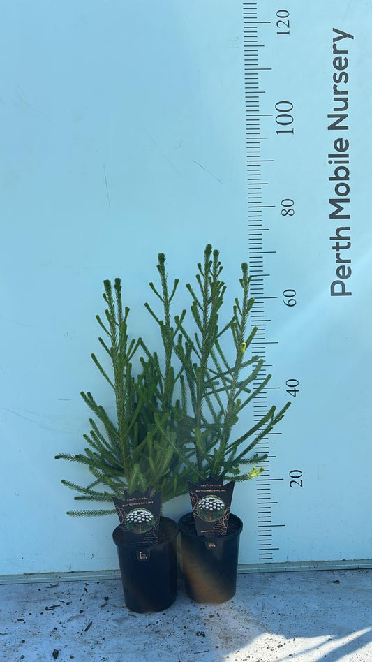 Brunia albiflora 'Lime'