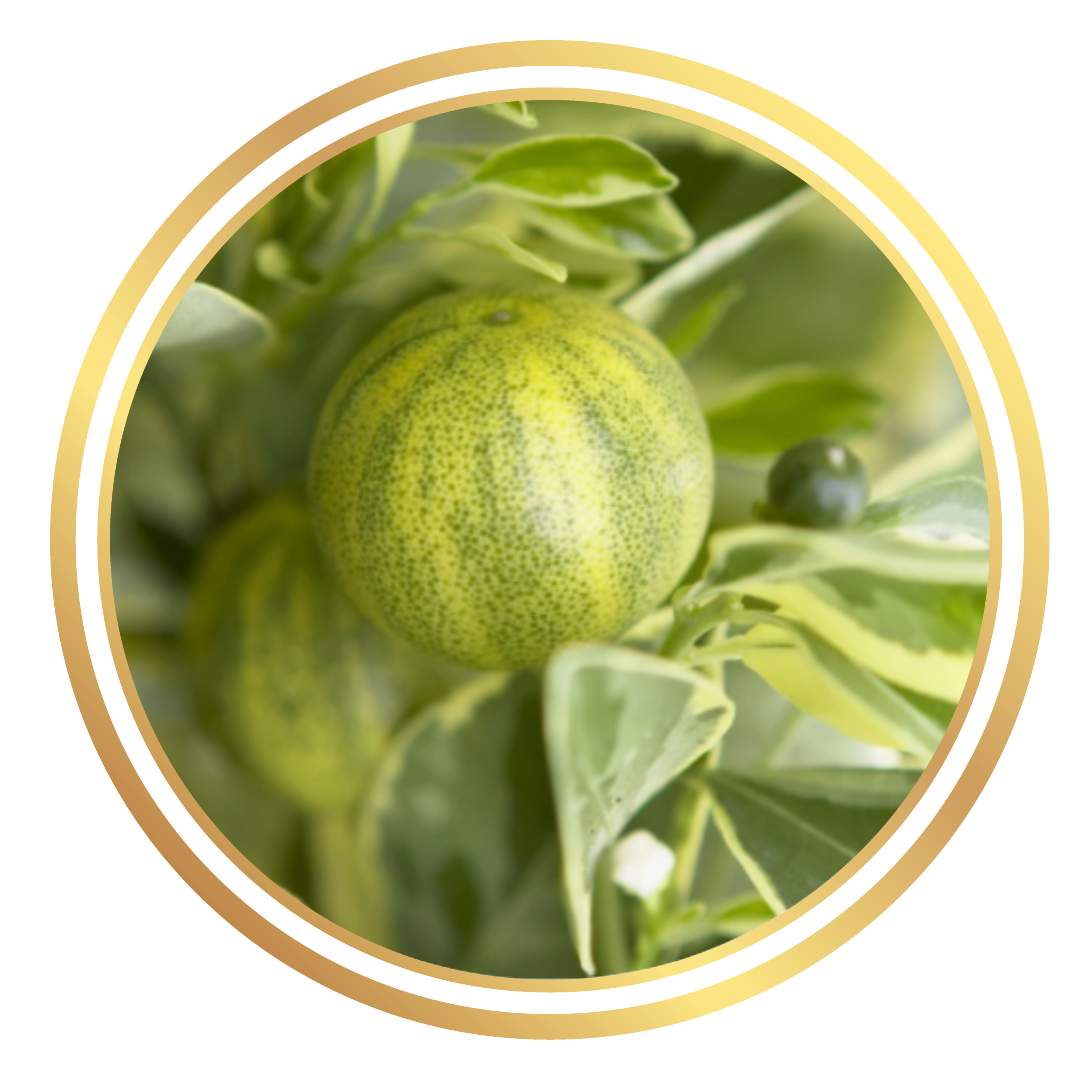 Calamondin Calamansi Variegated Citrus Fruit Tree