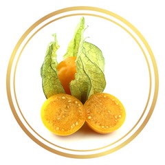 Cape Gooseberry Fruit Tree