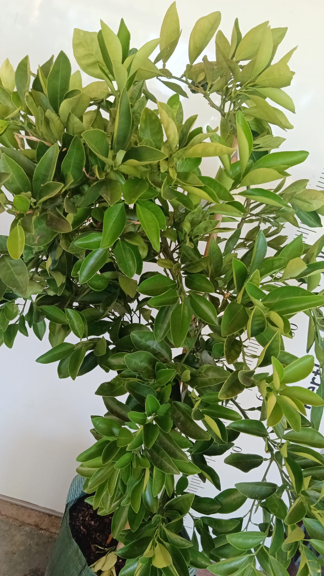 Cara Cara Navel Orange Perth