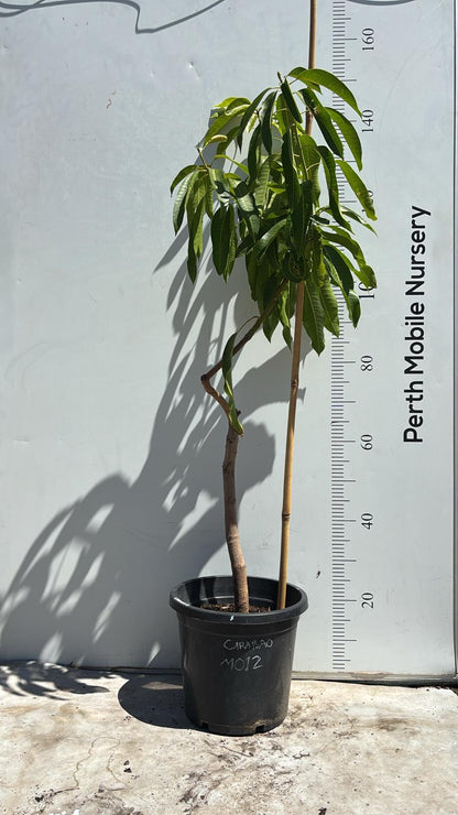 Carabao Mango Philippines