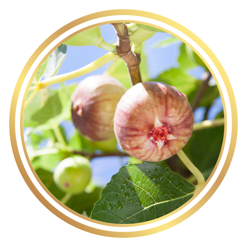 Carmel Fig Tree