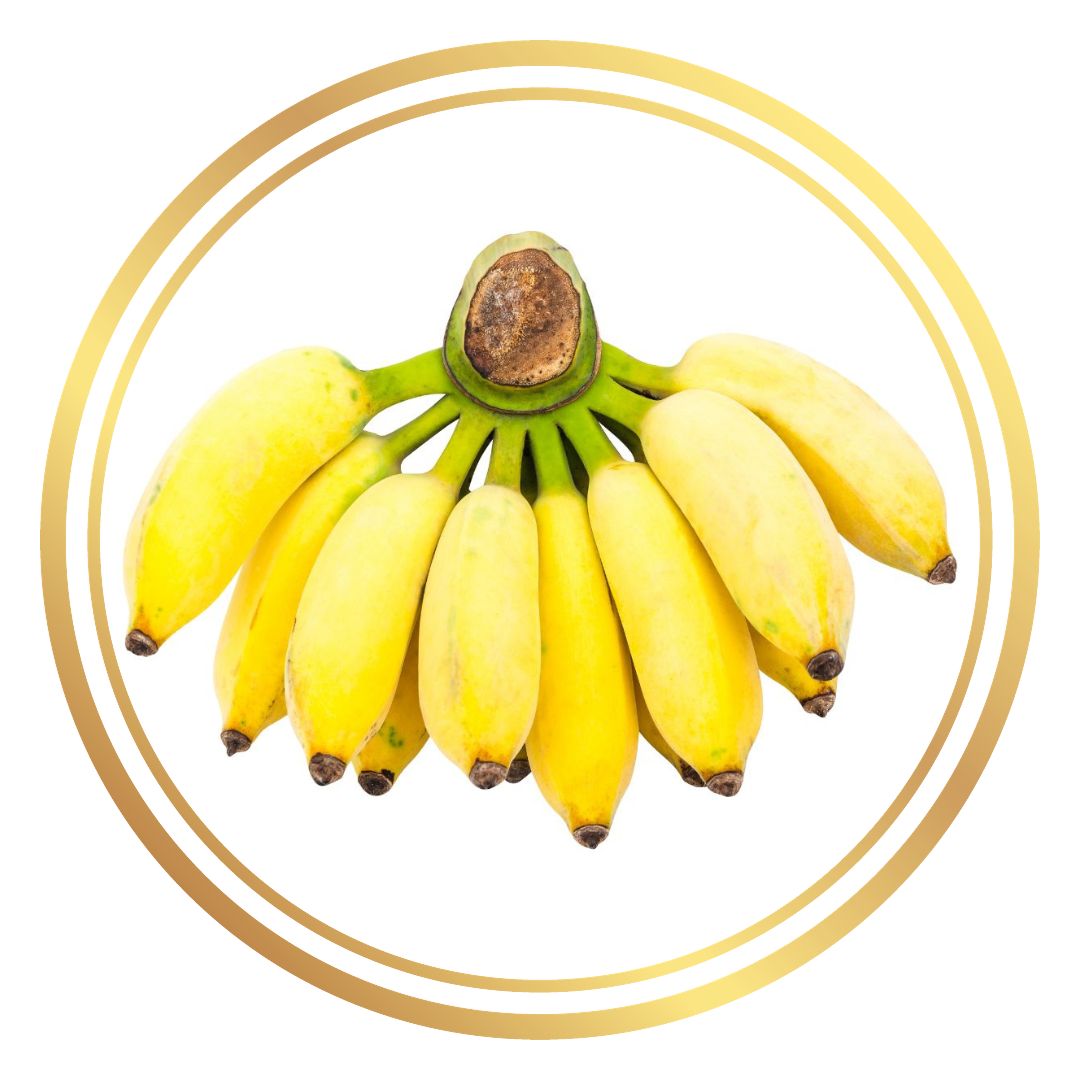 Pisang Ceylon Banana Tree