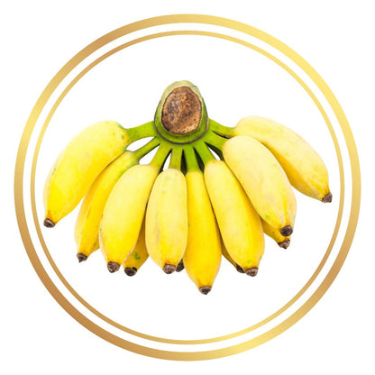 Pisang Ceylon Banana Tree